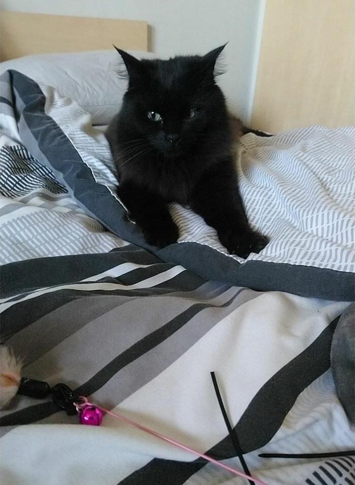 Без кота и жизнь не та