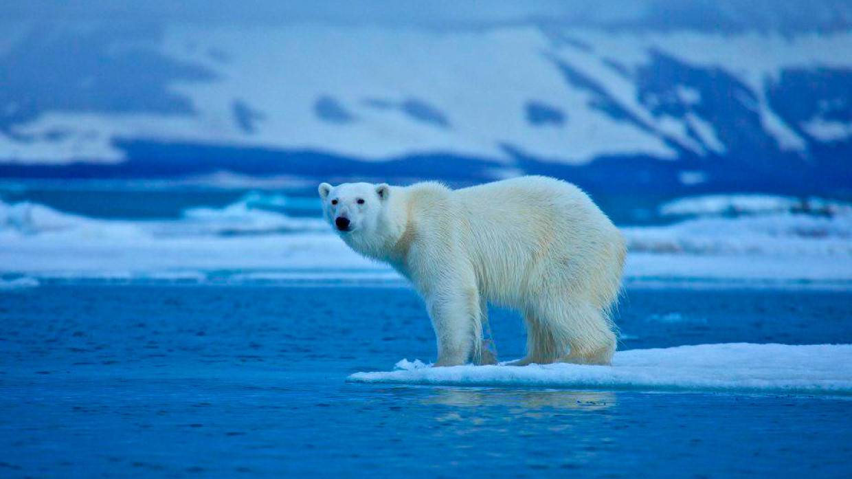 Зоопарк Геленджика отмечает день рождения белых медвежат Ермака и Арктики