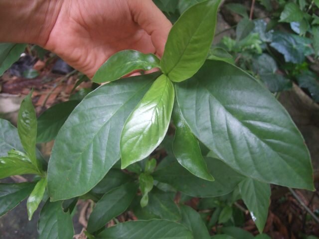 Психотрия зеленая (Psychotria viridis). © anthrome  
