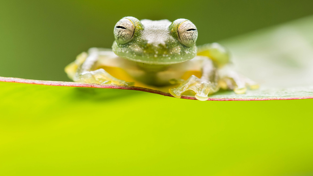 Посмотри мне в глаза. Стеклянная лягушка (Teratohyla pulverata) в тропическом лесу Коста-Рики. 

«Крупный план», первое место среди студентов / Alex Edwards