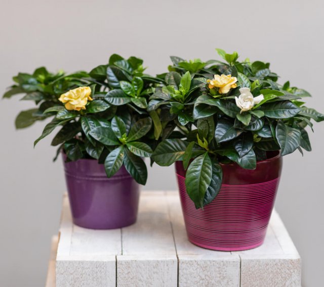 7 капризных комнатных растений, которые красивы только в цветочном магазине комнатные растения,цветоводство
