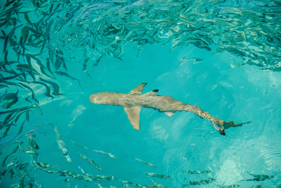 Любопытные факты об акулах