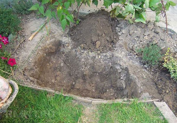 Инструкция как сделать альпийскую горку на участке. Выбор культур и правила ухода Инструкция как сделать альпийскую горку на участке. Выбор культур и правила ухода