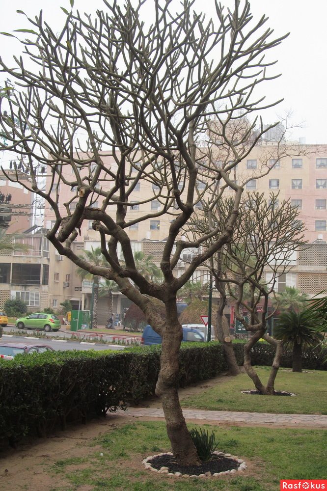 Израиль — страна-пустыня? Нет, страна-сад! Израиль — страна-пустыня? Нет, страна-сад!