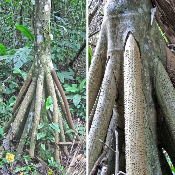 15 удивительных деревьев, которые растут на нашей планете, хотя в это и не верится