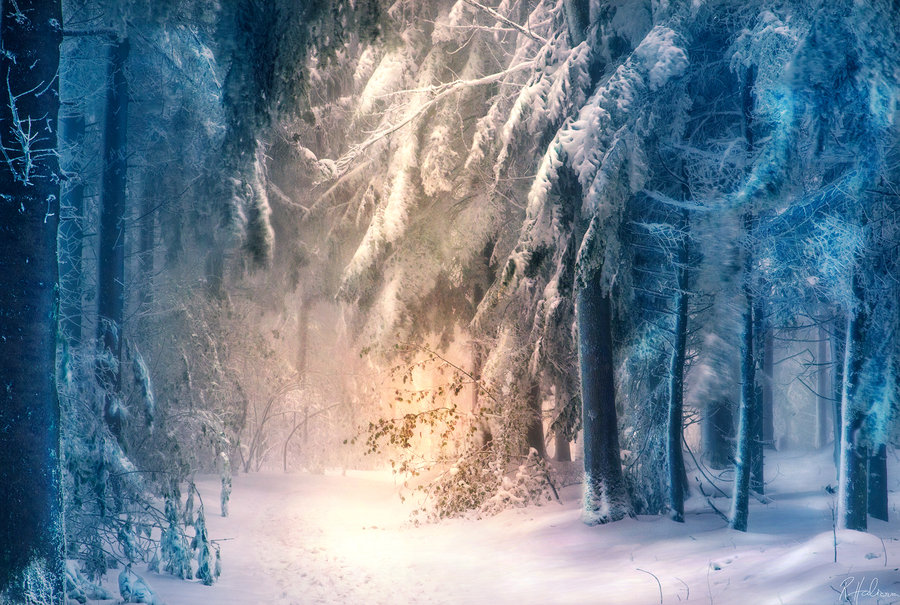 Лес, усыпанный снегом
