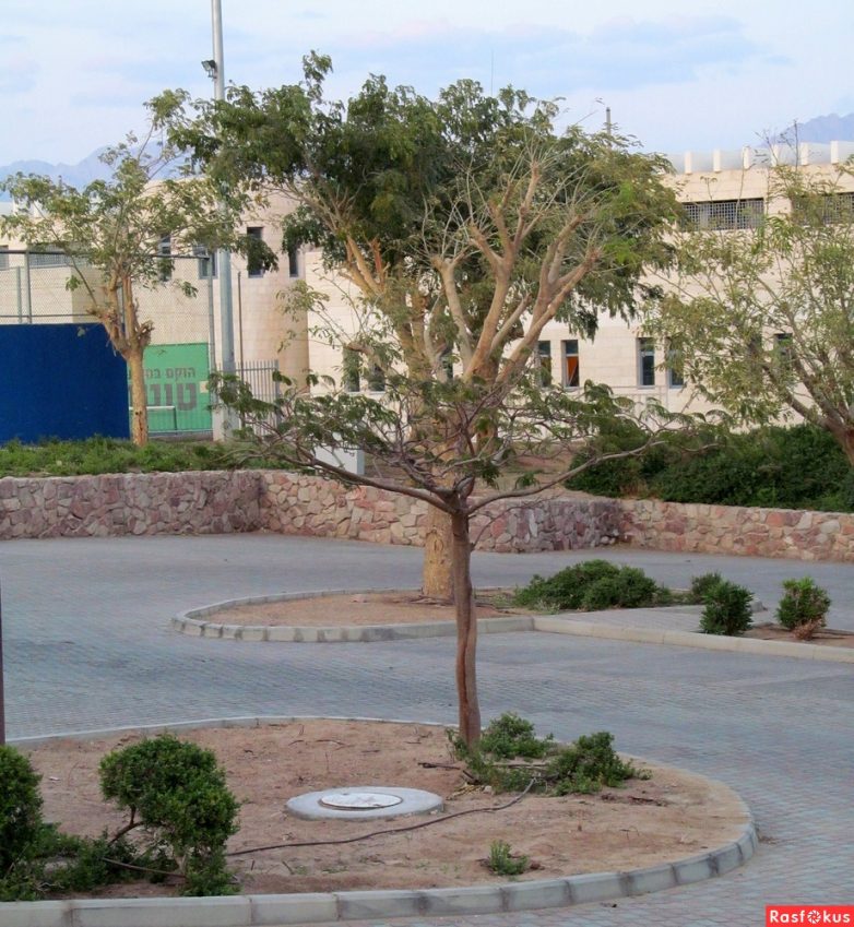 Израиль — страна-пустыня? Нет, страна-сад! Израиль — страна-пустыня? Нет, страна-сад!