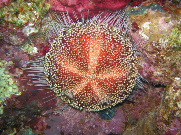 Иглоподушечный морской еж или  огненный еж  (Asthenosoma varium) (англ. Fire Urchin)