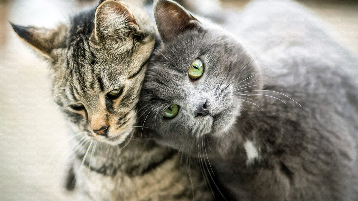 Богиня кулинарии