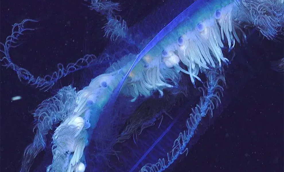 В глубине океана заметили тонкие нити. Однако затем оказалось, что это гигантское живое существо длиной 45 метров Культура
