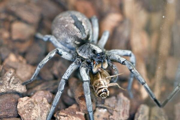 Паук-волк: Конец Света всегда начинается в Австралии Австралия,животные,интересное,паук-волк,природа