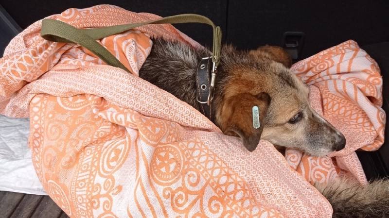 Нижегородские догхантеры взялись за уничтожение бездомных собак 