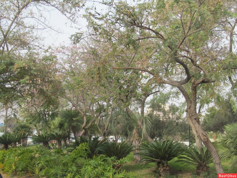 Израиль — страна-пустыня? Нет, страна-сад! Израиль — страна-пустыня? Нет, страна-сад!