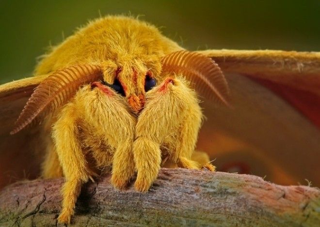 Мотылек стесняется