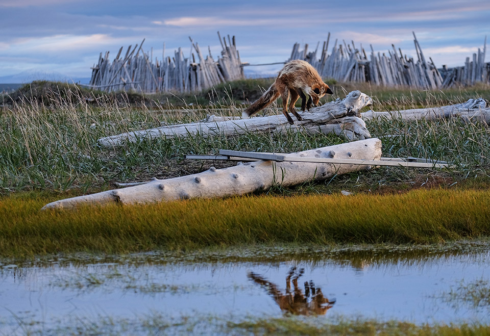 Лисица (Vulpes vulpes) охотится за тундровыми полевками и леммингами в канадской Арктике. 

«Динамические экосистемы», победитель среди студентов / Sandra Angers-Blondin