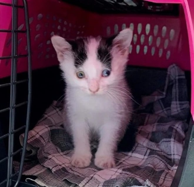 Котенок в переноске 