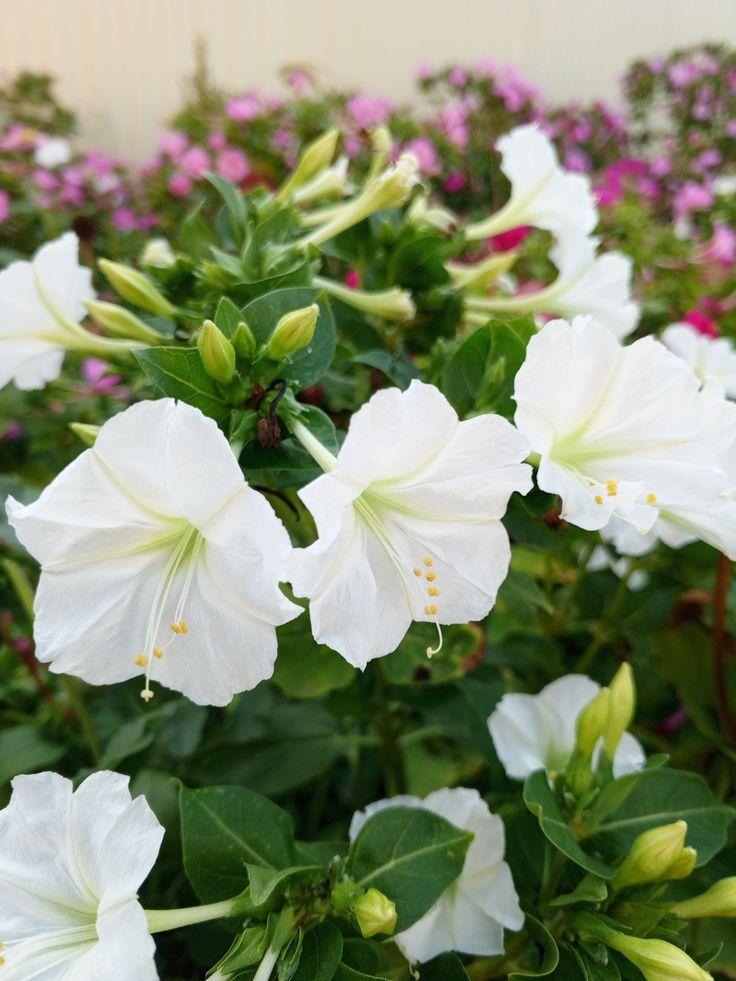 Какие цветы посадить на даче, если у вас много солнца или много тени растение, грунт, стоит, любит, можно, цветы, лучше, почву, высаживать, хорошо, переносит, только, когда, заморозков, требует, нужно, выращивают, цветет, рекомендуется, поэтому