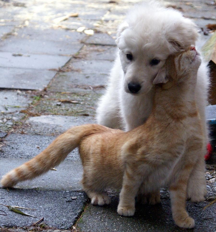 catslovedogs12