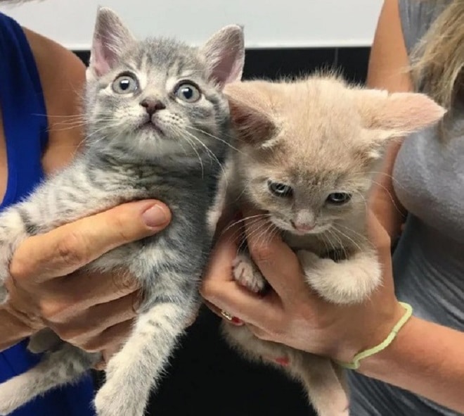 Котята на руках