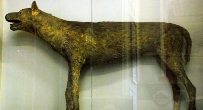 Булленбейцер Петра I — вымершая собака быкодав