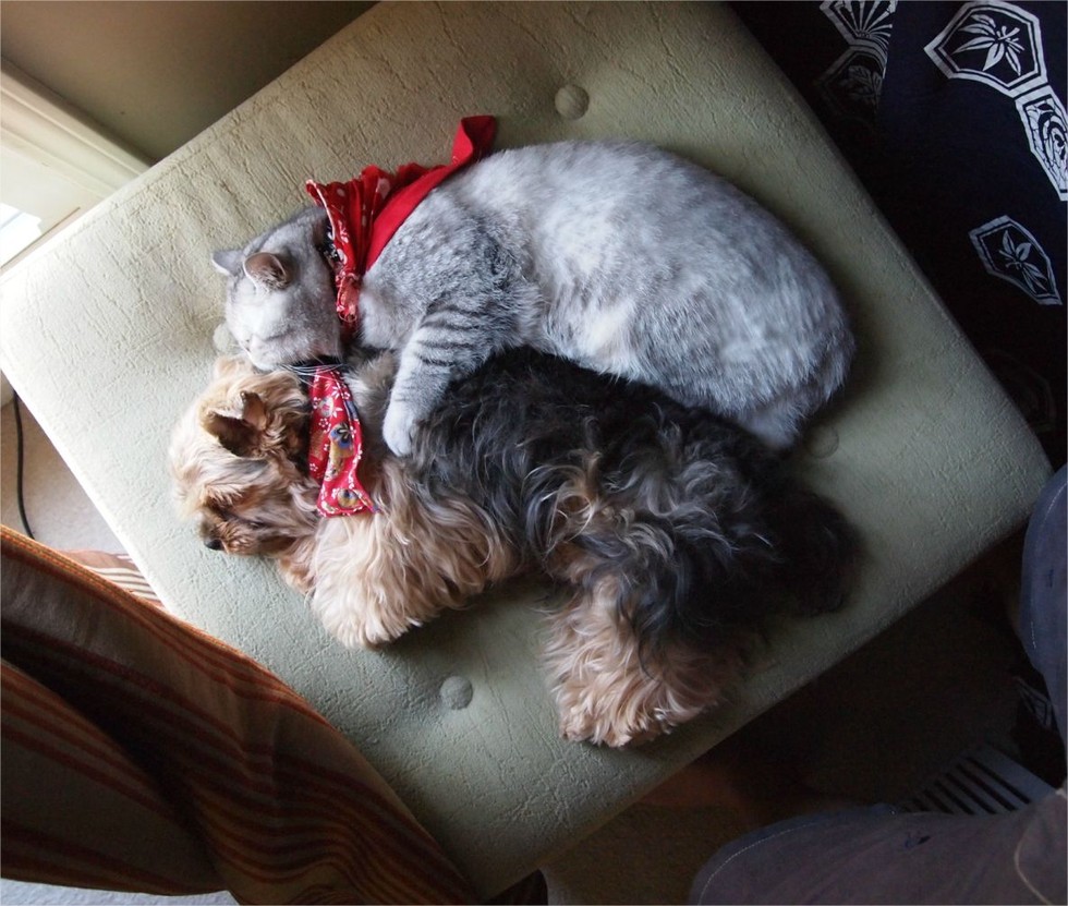catslovedogs08