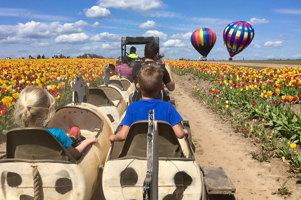 Фестиваль тюльпанов в Орегоне Фестиваль тюльпанов в Орегоне природа