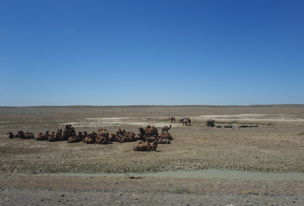 Немногочисленные стада верблюдов встречаются неподалеку от Аральска, но затем исчезают и они. 