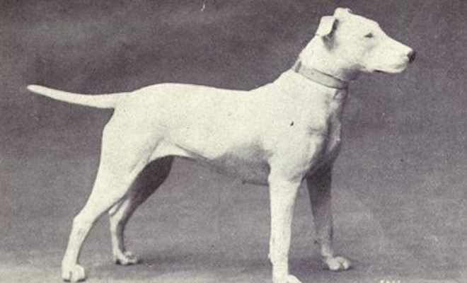 Привычные нам породы собак 100 лет назад: такса была выше, а бультерьера еще не было