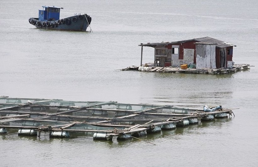 Гигантские плавучие фермы: как выращивают рыбу в Китае
