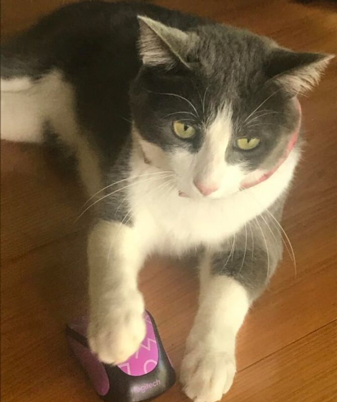 Фотография: 22 котика, в которых внезапно проснулся охотничий инстинкт, но они забыли как это делается №19 - BigPicture.ru