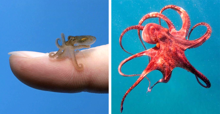 20 детенышей животных, которых вы не узнаете, ведь видели их только взрослыми домашние животные,животные,позитив,природа