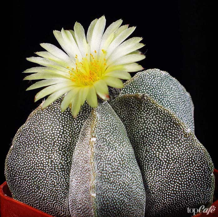 Самые красивые цветущие кактусы: Astrophytum