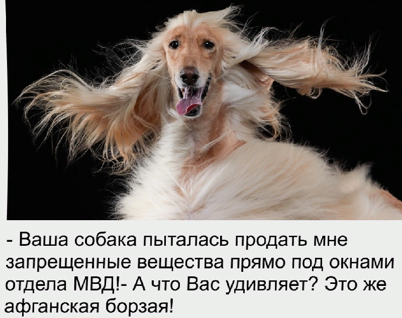 Более-менее свежие анекдоты "про жизнь"