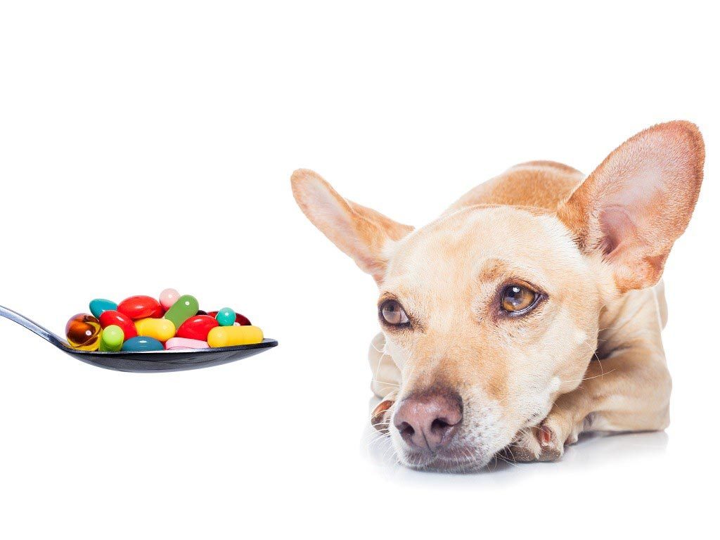 Как лучше спрятать таблетку в еду собаки?