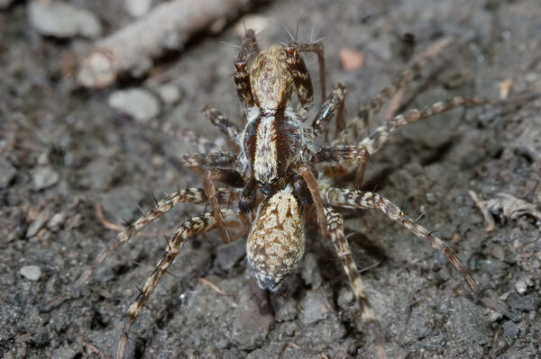 Паук-волк: Конец Света всегда начинается в Австралии Австралия,животные,интересное,паук-волк,природа