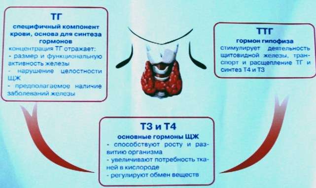 Перезапуск функциональности щитовидной железы и сжигание жира