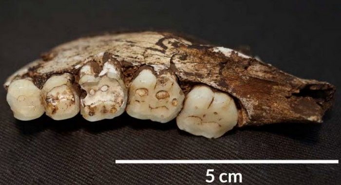 Износ зубов позволяет учёным узнать, чем питался древний человек. 