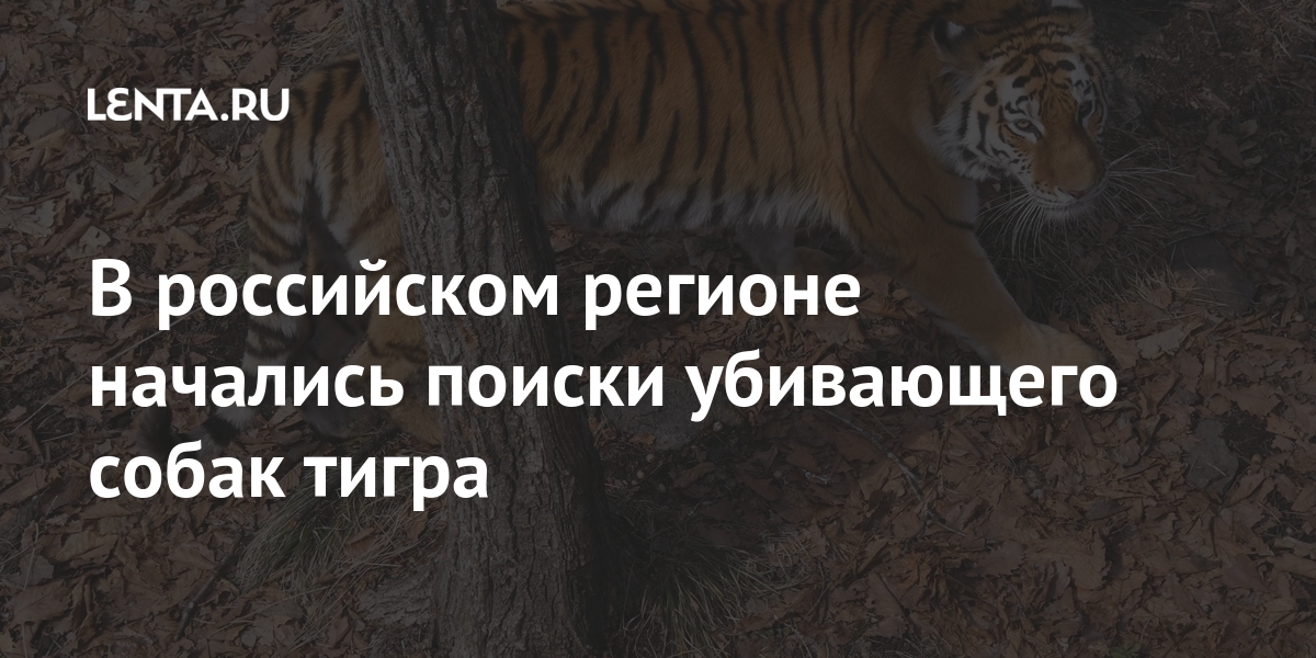 В российском регионе начались поиски убивающего собак тигра тигра, районе, Приморского, собак, сотрудники, чтобы, хищника, тигров, самых, редких, занесен, Тигра, международную, самый, Красную, книгу, настоящее, время, Дальнем, Востоке