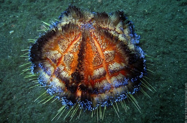 Иглоподушечный морской еж или  огненный еж  (Asthenosoma varium) (англ. Fire Urchin)