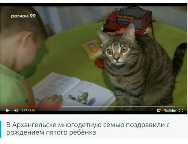 Котэ в шоке