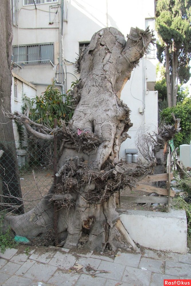 Израиль — страна-пустыня? Нет, страна-сад! Израиль — страна-пустыня? Нет, страна-сад!