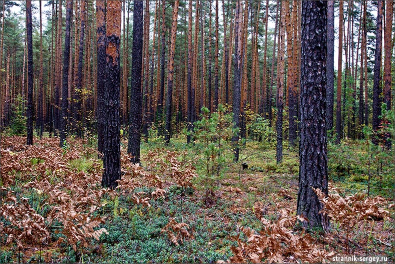 Мещера остаток лесного. Мещера остаток лесного океана. Леса в Мещере глухие. Леса в Мещере разбойничьи глухие. Мещера остаток лесного океана Мещерские леса величественны.