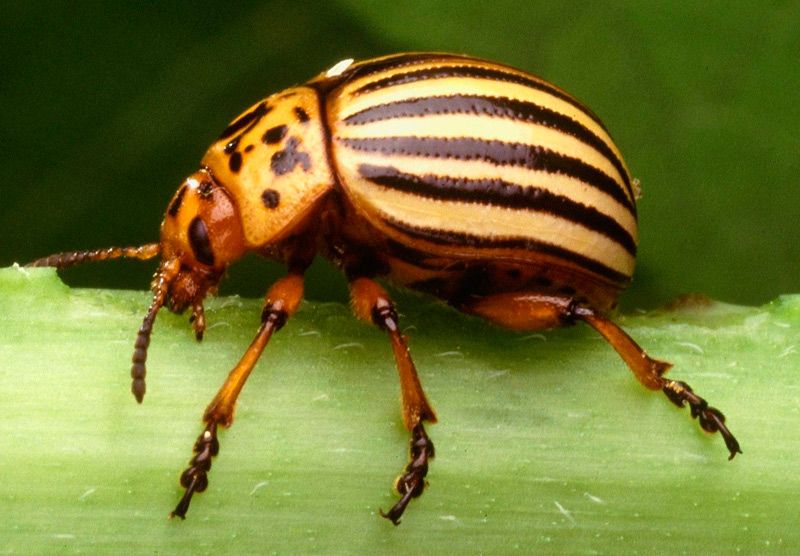 10 примеров использования насекомых на войне