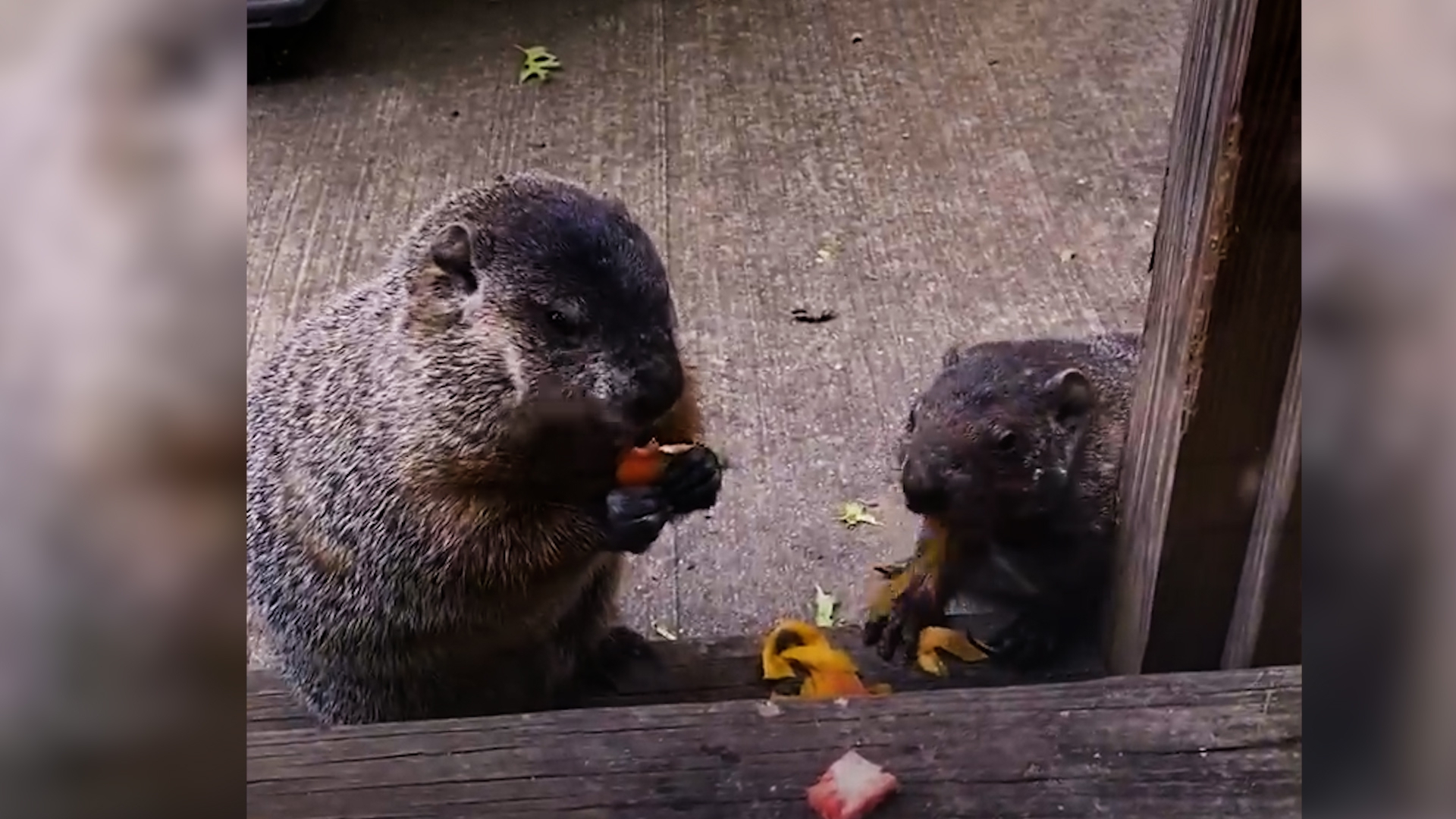 Лесной сурок подружился с американкой и привел к ней своего сына