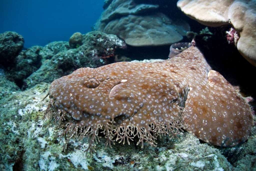 Зло таится под водой. Самые страшные морские создания