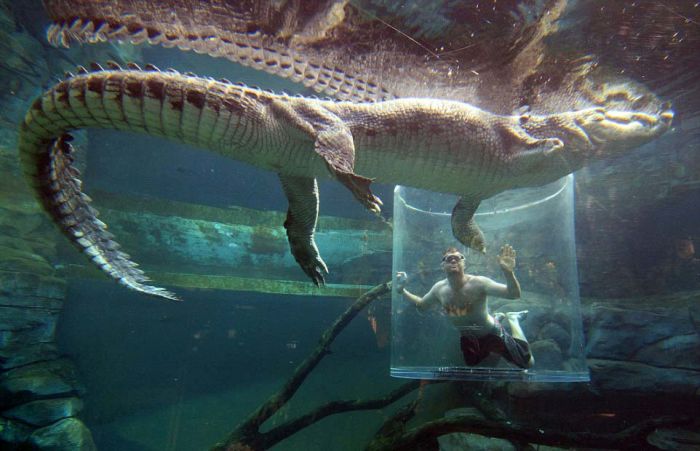 Экстремальный аттракцион в Австралии Crocosaurus, аттракцион, около, бассейн, рептилий, также, минут, крокодилов, Длительность, крокодилом, крокодилами, можете, больших, относительно, смерти», которой, самых, должен, посетитель, каждый