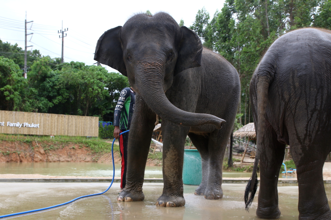 Indian elephant altea