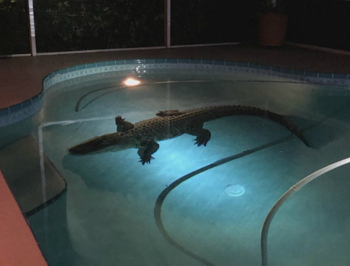 Кто пригласил крокодила в наш бассейн? | Фото: Netti-TV.