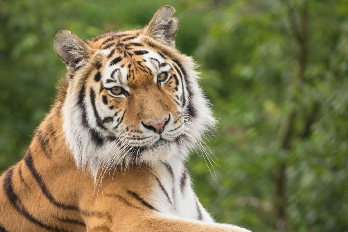 В Приморском крае на собирателя папоротника напал тигр