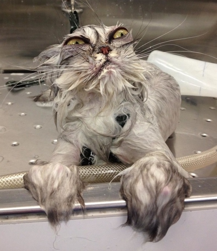 25 животных, которые пытались разозлиться, но заставили нас умилиться вместо этого 25 животных, которые пытались разозлиться, но заставили нас умилиться вместо этого